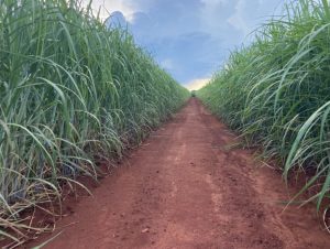 IAC apresenta duas novas variedades de cana-de-açúcar