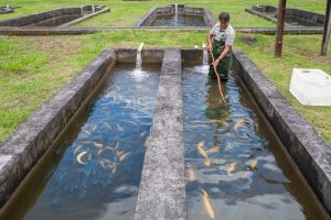 Estudo do Instituto de Pesca investiga crescimento muscular de linhagens de trutas arco-íris