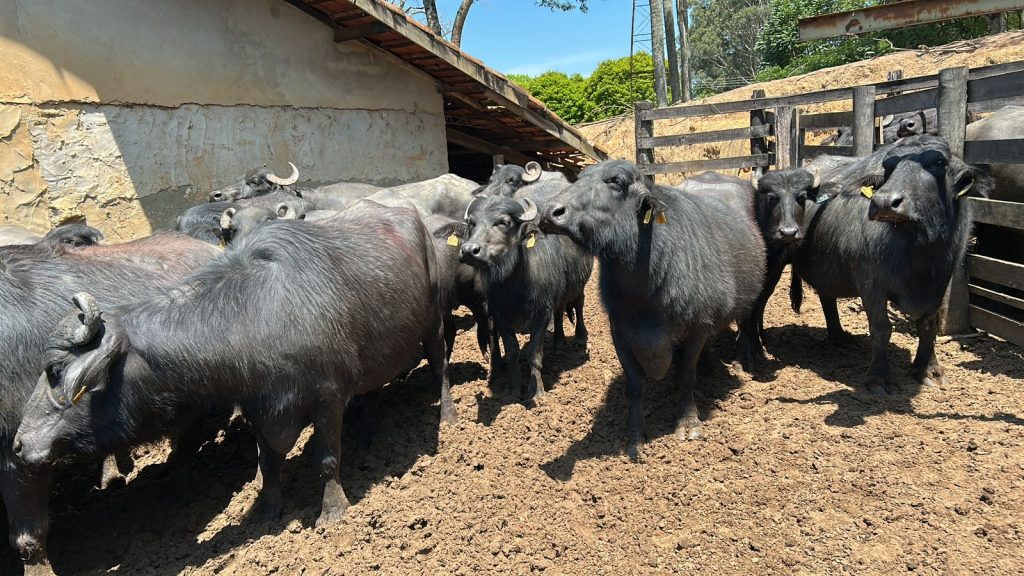 Tecnologia desenvolvida no IZ para aumento do rendimento de queijo já está presente na produção comercial