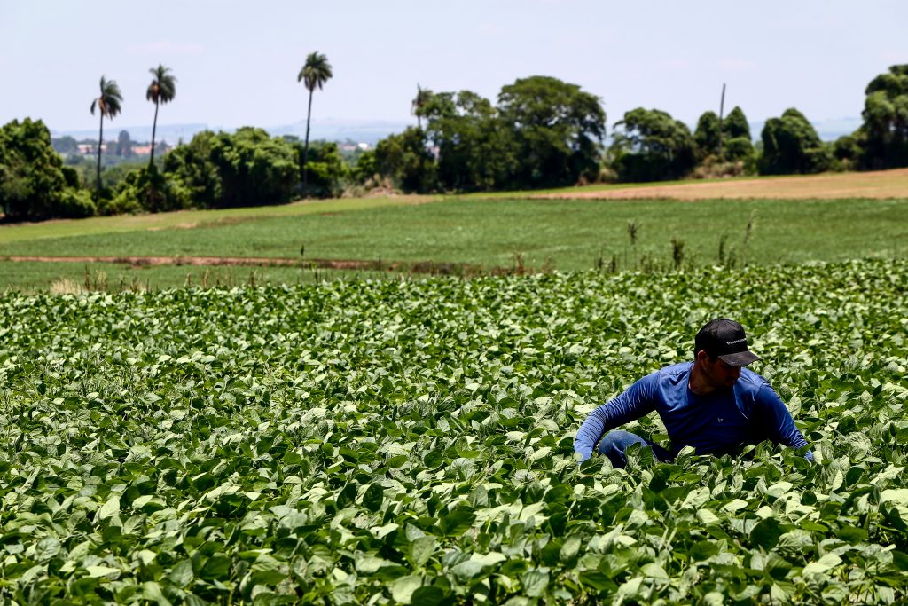 Maior seguro rural do país: em três anos, investimento para proteger o campo cresce 56,8% em SP