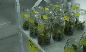 Do microscópio ao campo: o laboratório da CATI que impulsiona a fruticultura paulista
