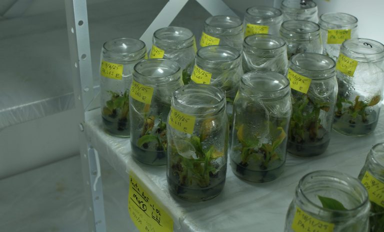 Do microscópio ao campo: o laboratório da CATI que impulsiona a fruticultura paulista