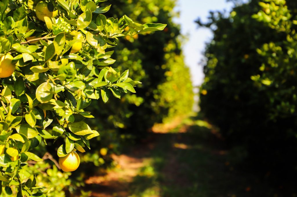 Citricultura – Prazo para entrega de relatório Cancro/Greening referente ao segundo semestre vai até 15 de janeiro