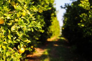 Citricultura – Prazo para entrega de relatório Cancro/Greening referente ao segundo semestre vai até 15 de janeiro