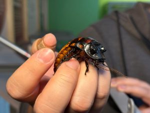 Férias chegaram! Confira programação imperdível no Planeta Inseto