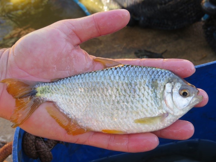  “O bê-á-bá da Aquicultura” reúne especialistas na Apta Regional de Pindamonhangaba