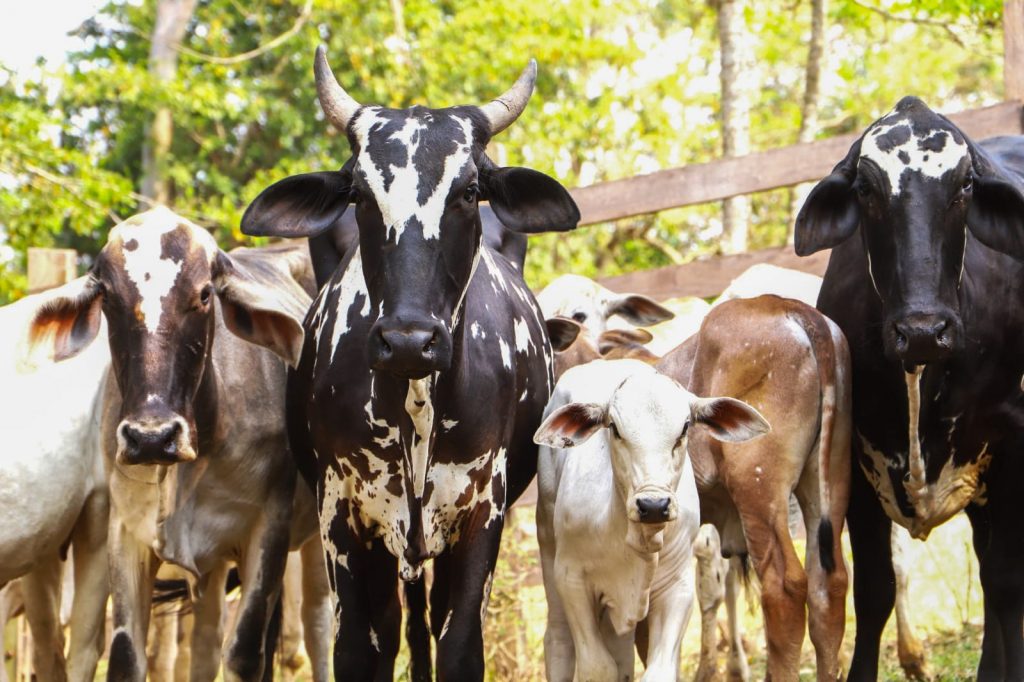 Sanidade Animal – Campanha de atualização dos rebanhos chega ao fim na próxima segunda-feira, dia 15 de dezembro