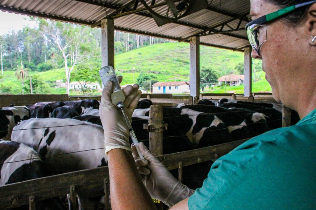 Sanidade Animal – Campanha de vacinação contra Brucelose no segundo semestre acaba na quarta-feira, 31 de dezembro
