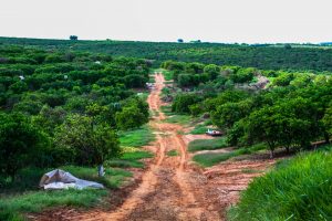 Sanidade Vegetal – Citricultores têm até 15 de janeiro para enviar o Relatório Cancro/Greening
