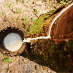 Produtos florestais são o 3º grupo mais exportado do agro paulista