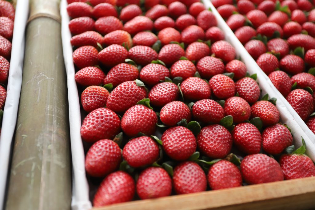 Governo de SP anuncia linha de crédito de R$3 milhões para cultivo de morango