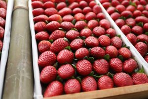 Governo de SP anuncia linha de crédito de R$3 milhões para cultivo de morango