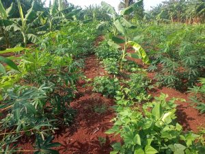 Produção orgânica ganha força em SP com crédito rural e apoio à transição agroecológica