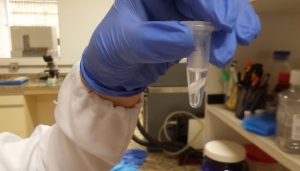 Secretaria de Agricultura de SP contribui com pesquisa e inovação no fornecimento de leite A2