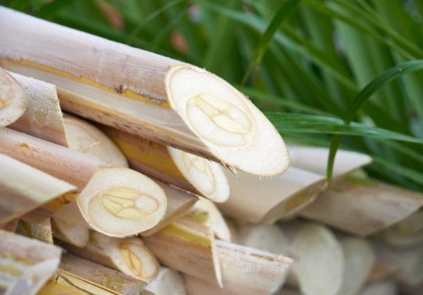 Com o palmito pupunha, SP chega a 9 IGS do agro e totaliza 12 Indicações Geográficas no estado