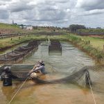 Instituto de Pesca estabelece banco de germoplasma de tilápia no Brasil