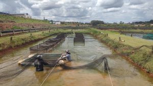 Instituto de Pesca estabelece banco de germoplasma de tilápia no Brasil