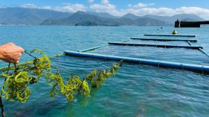 Instituto de Pesca reafirma sua missão para 2026