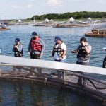 Instituto de Pesca avalia o uso de tanques-rede de grande volume na piscicultura continental