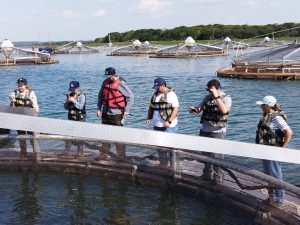 Instituto de Pesca avalia o uso de tanques-rede de grande volume na piscicultura continental
