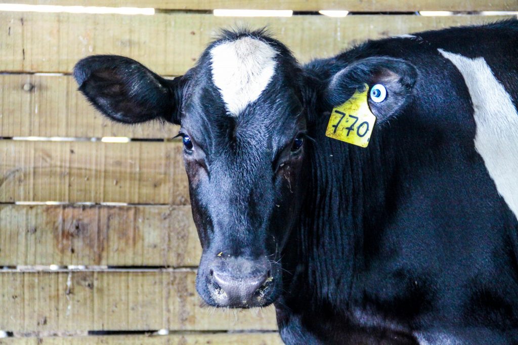 Sanidade Animal – Primeira etapa da Campanha de Vacinação contra Brucelose teve início nesta quinta e vai até 30 de junho em todo o Estado de São Paulo