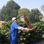 Carnes e café impulsionam Valor da Produção Agropecuária de São Paulo em 2025