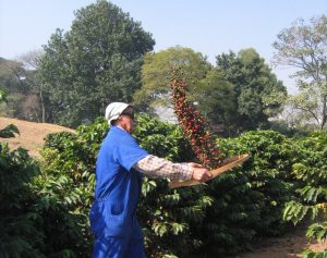 Carnes e café impulsionam Valor da Produção Agropecuária de São Paulo em 2025