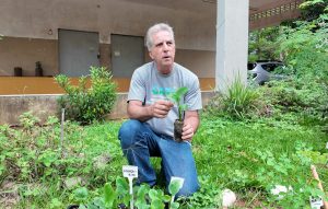 Governo de SP amplia a diversidade alimentar com plantas pouco conhecidas