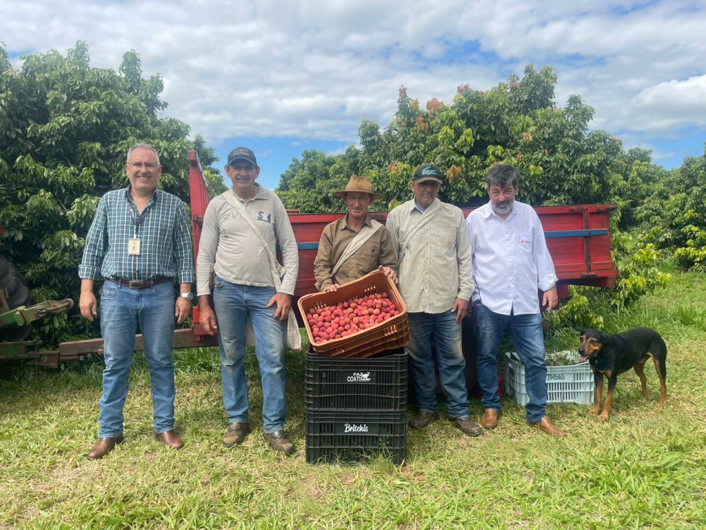 Lichia: métodos de conservação e variedades tardias abrem novos mercados