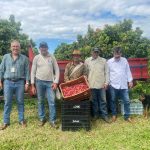Lichia: métodos de conservação e variedades tardias abrem novos mercados