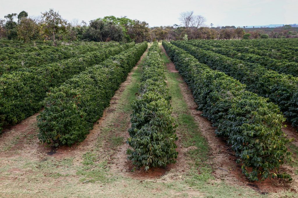 Boletins da Secretaria de Agricultura para o início de 2026 apontam chuvas até abril e orientam manejo do solo com cuidados redobrados