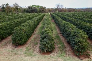 Boletins da Secretaria de Agricultura para o início de 2026 apontam chuvas até abril e orientam manejo do solo com cuidados redobrados
