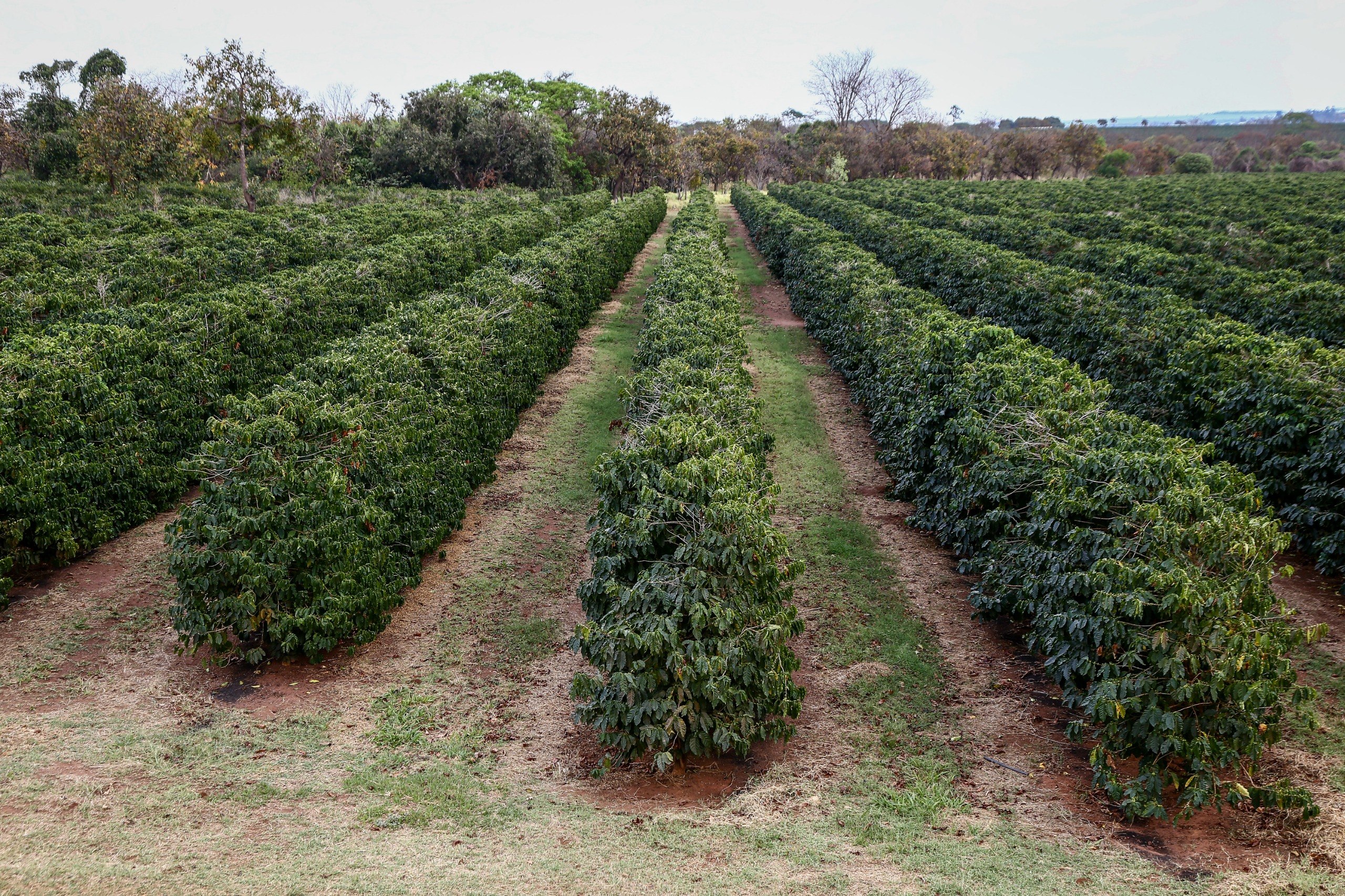 Boletins da Secretaria de Agricultura para o início de 2026 apontam chuvas até abril e orientam manejo do solo com cuidados redobrados