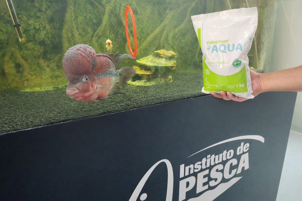 Probióticos e aditivos funcionais na aquicultura: entenda as diferenças e a atuação do Instituto de Pesca