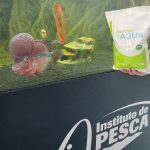Probióticos e aditivos funcionais na aquicultura: entenda as diferenças e a atuação do Instituto de Pesca