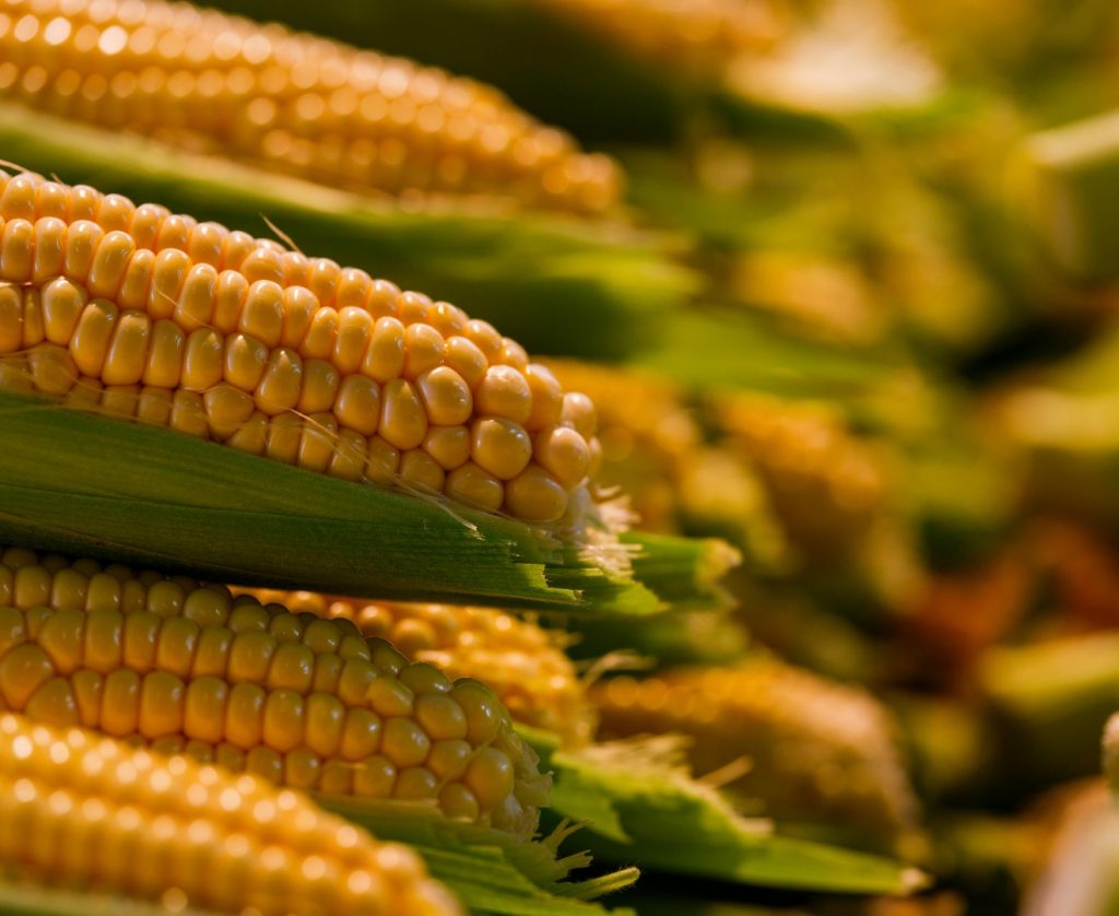 Milho Paulista: Valor da Produção Agropecuária cresce 26% em 2025