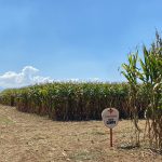 Milho para silagem é destaque no 4º Dia de Campo da Produção Leiteira do Vale Paraíba da Apta Regional