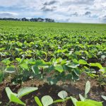 Apta Regional de Piracicaba promove Dia de Campo da Soja para debater impacto dos solos na produtividade e mitigação da seca