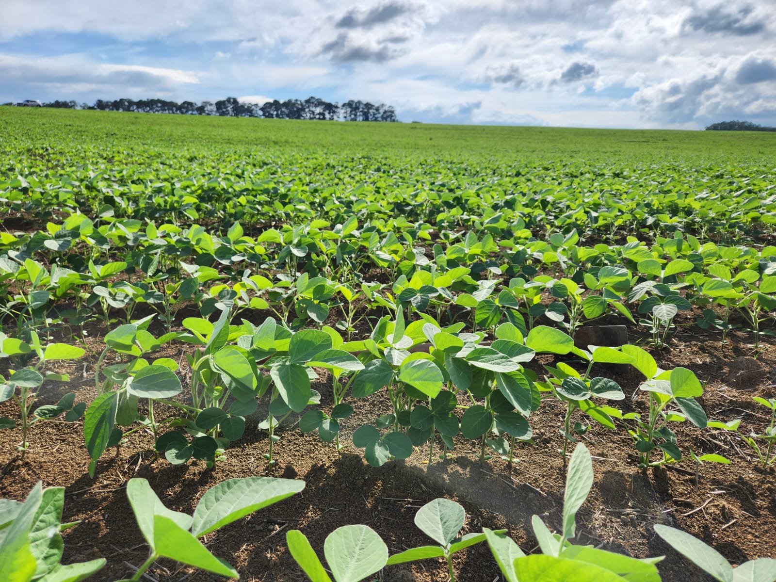 Apta Regional de Piracicaba promove Dia de Campo da Soja para debater impacto dos solos na produtividade e mitigação da seca