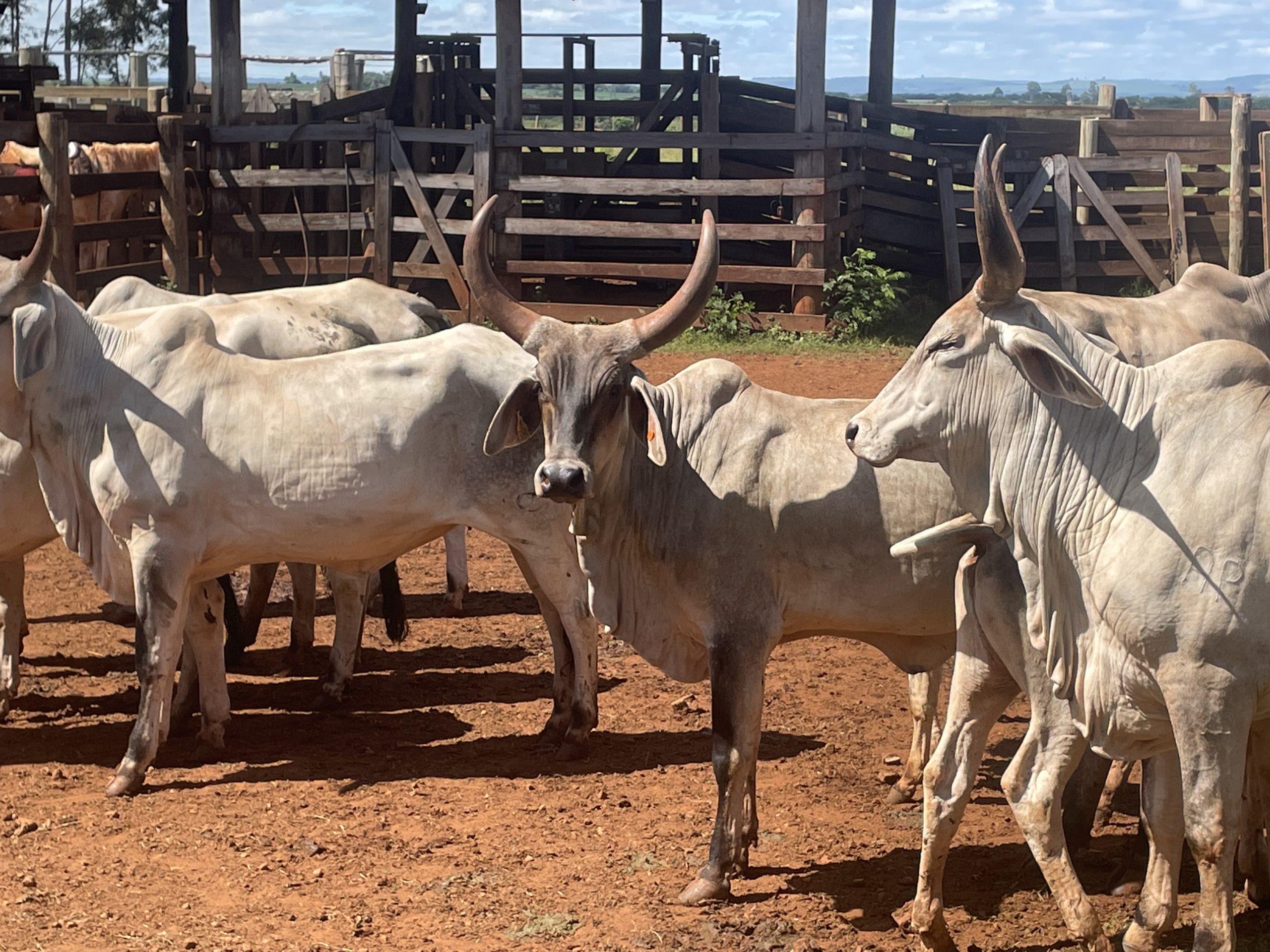 Gado Guzerá ganha programa de melhoramento genético da Secretaria de Agricultura de São Paulo
