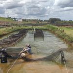São Paulo intensifica monitoramento e alerta para riscos sanitários na cadeia da tilapicultura