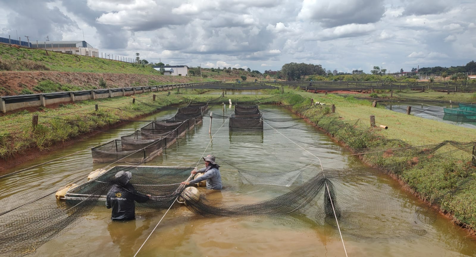 São Paulo intensifica monitoramento e alerta para riscos sanitários na cadeia da tilapicultura