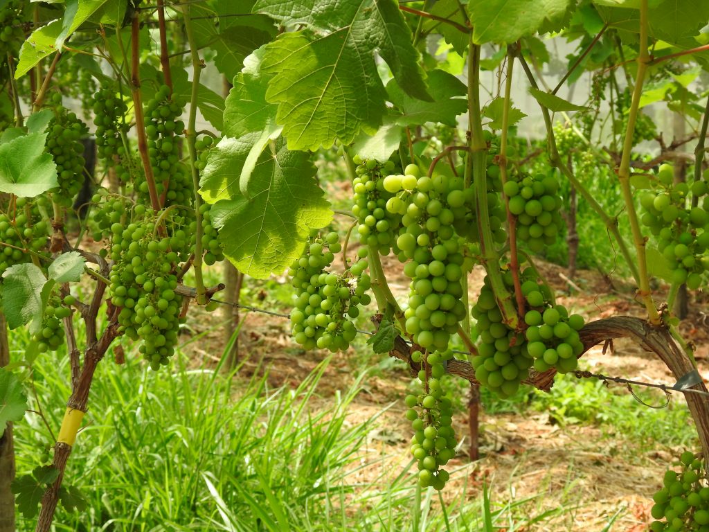 Safra 25/26: APTA Regional de São Roque colhe mais de 2 toneladas de uvas agroecológicas e anuncia avanço para sistema biodinâmico