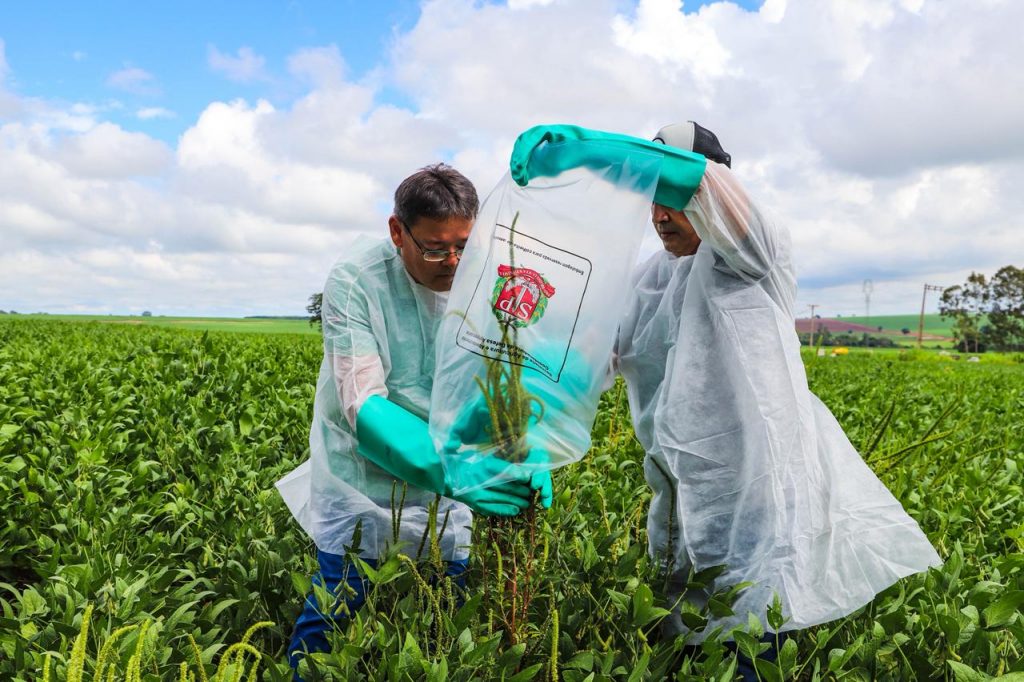 Governo de SP institui plano para erradicação do caruru-gigante e reforça atuação integrada no enfrentamento da praga