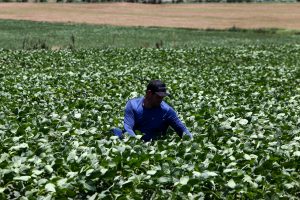 Governo de SP envia à Alesp projeto que fortalece Fundo do Agronegócio