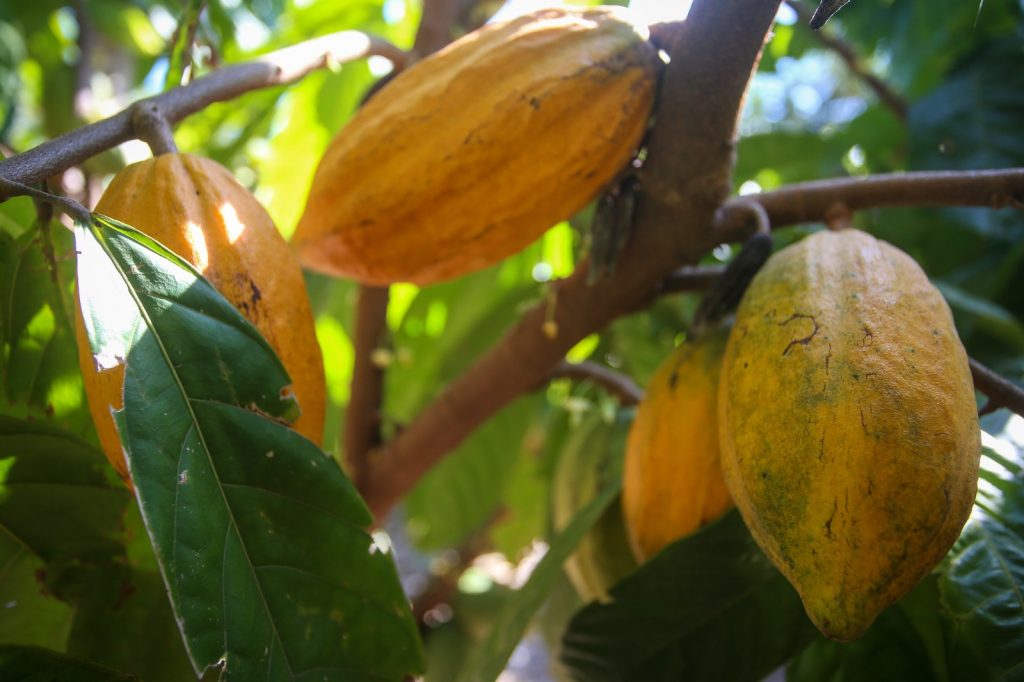 Dia do Cacau: Governo de SP impulsiona produção e eleva força do cultivo no estado