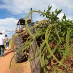 Governo de São Paulo regulamenta plano operacional para prevenção, controle e erradicação do caruru-gigante