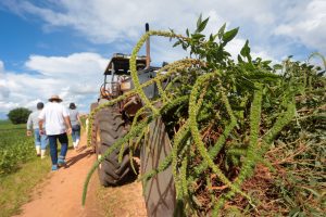 Governo de São Paulo regulamenta plano operacional para prevenção, controle e erradicação do caruru-gigante