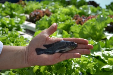 Instituto de Pesca integra projeto inovador para transformar resíduos da aquicultura em bioinsumos