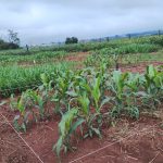 Instituto de Zootecnia avalia desempenho de cultivares e aplicação de novas tecnologias no enfrentamento às mudanças climáticas